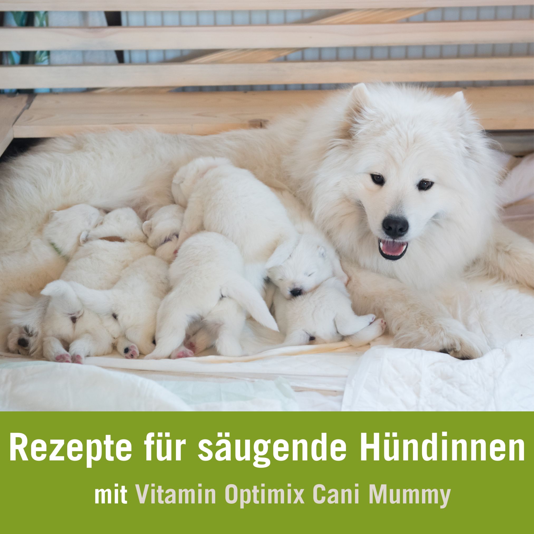 trächtigkeit hund futterplan