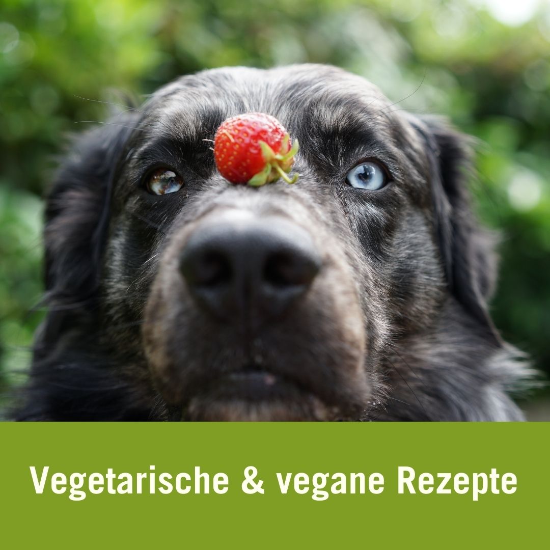 vegatrisch und vegane Hundefütterung-Rezepte | Hund mit Erdbeere auf der Nase