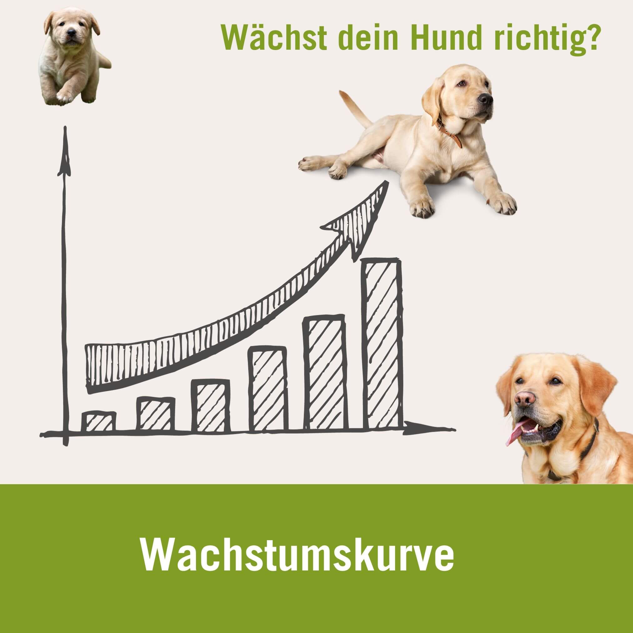 Wächst dein Hund richtig | Wachstumskurve für Welpen