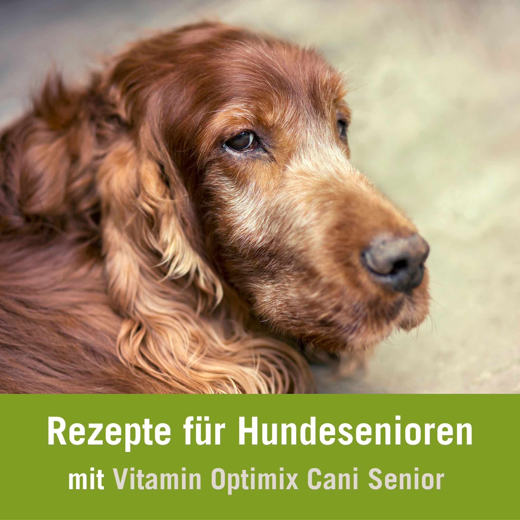 futterrechner für alte hunde