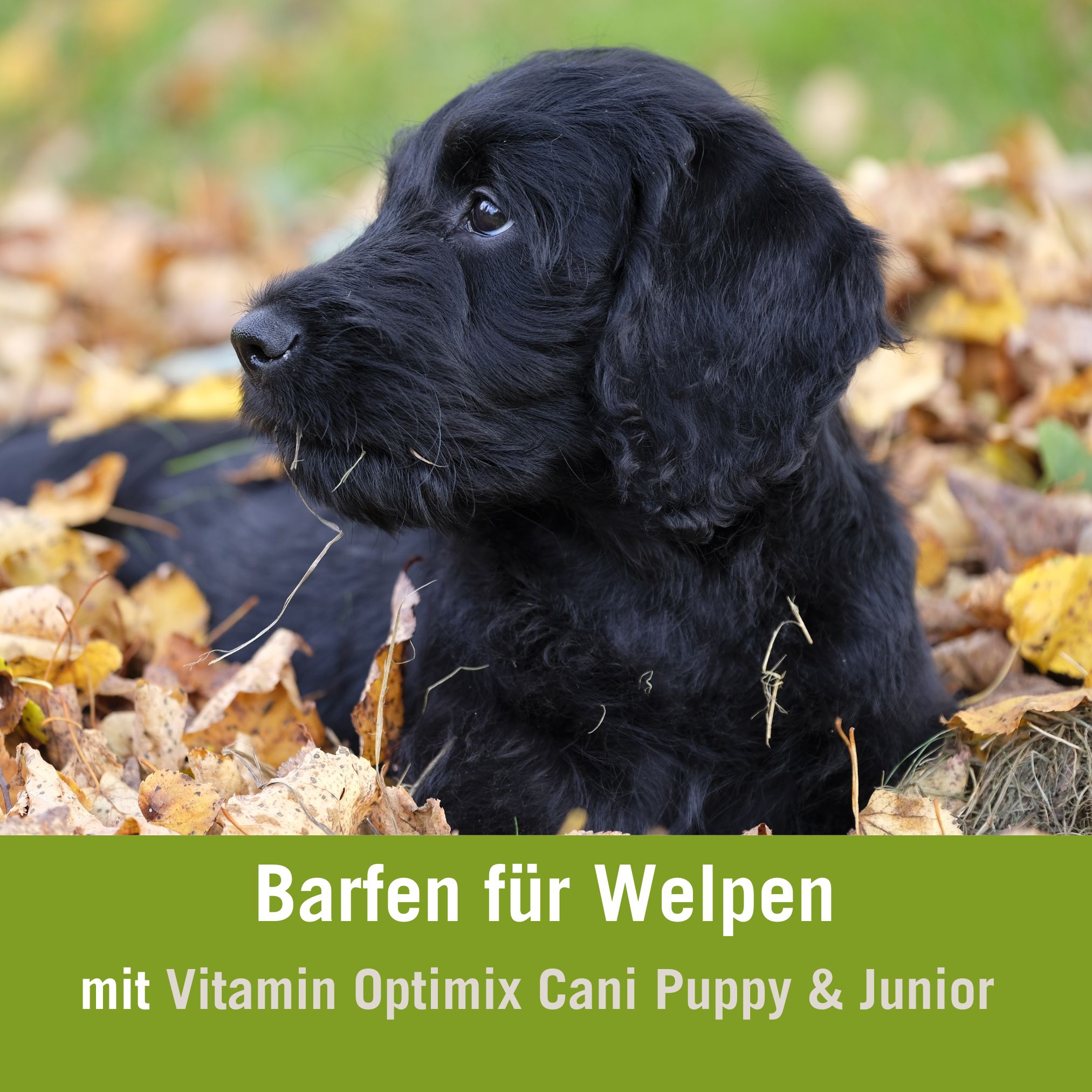 Welpen barfen Futterplan mit Vitamin Optimix Cani Puppy & Junior | schwarzer Welpe im Herbstlaub