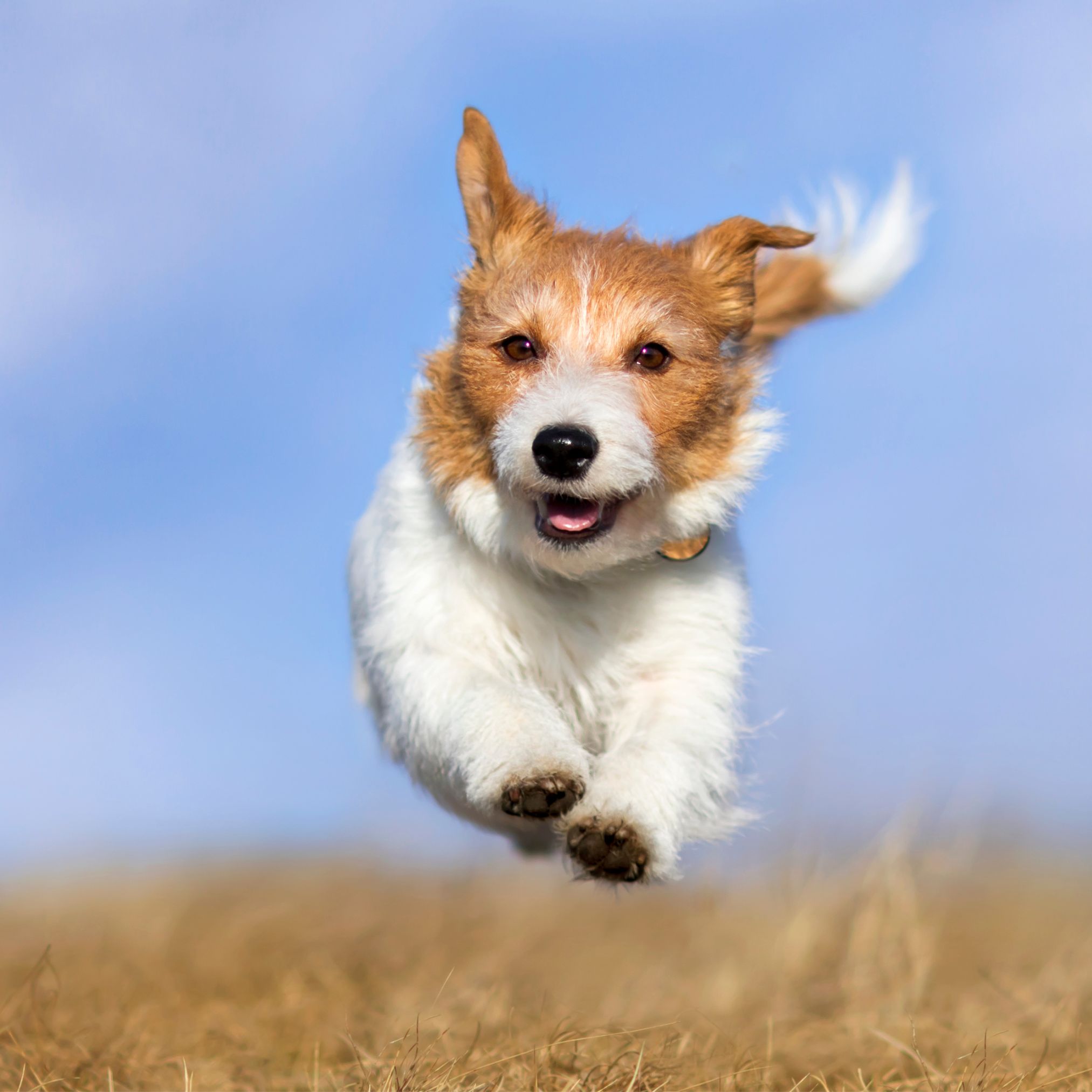 ausschlussdiät hund katze wann besserung