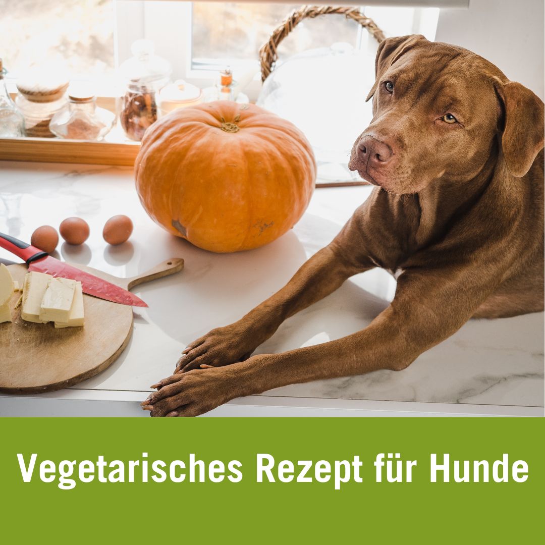 vegetarisches Kochrezept für Hunde | Hund mit Kürbis