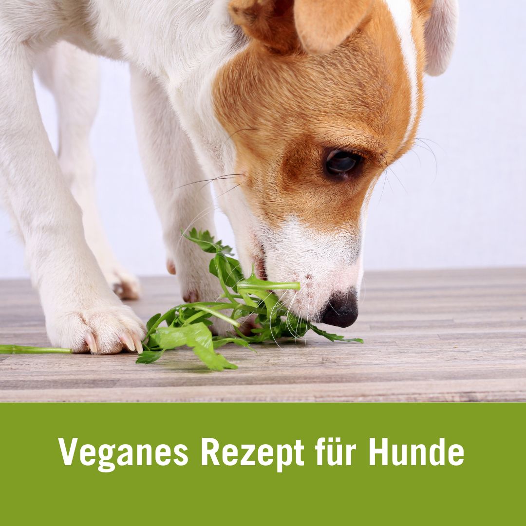 veganes Kochrezept für Hunde | Hund frisst Salat