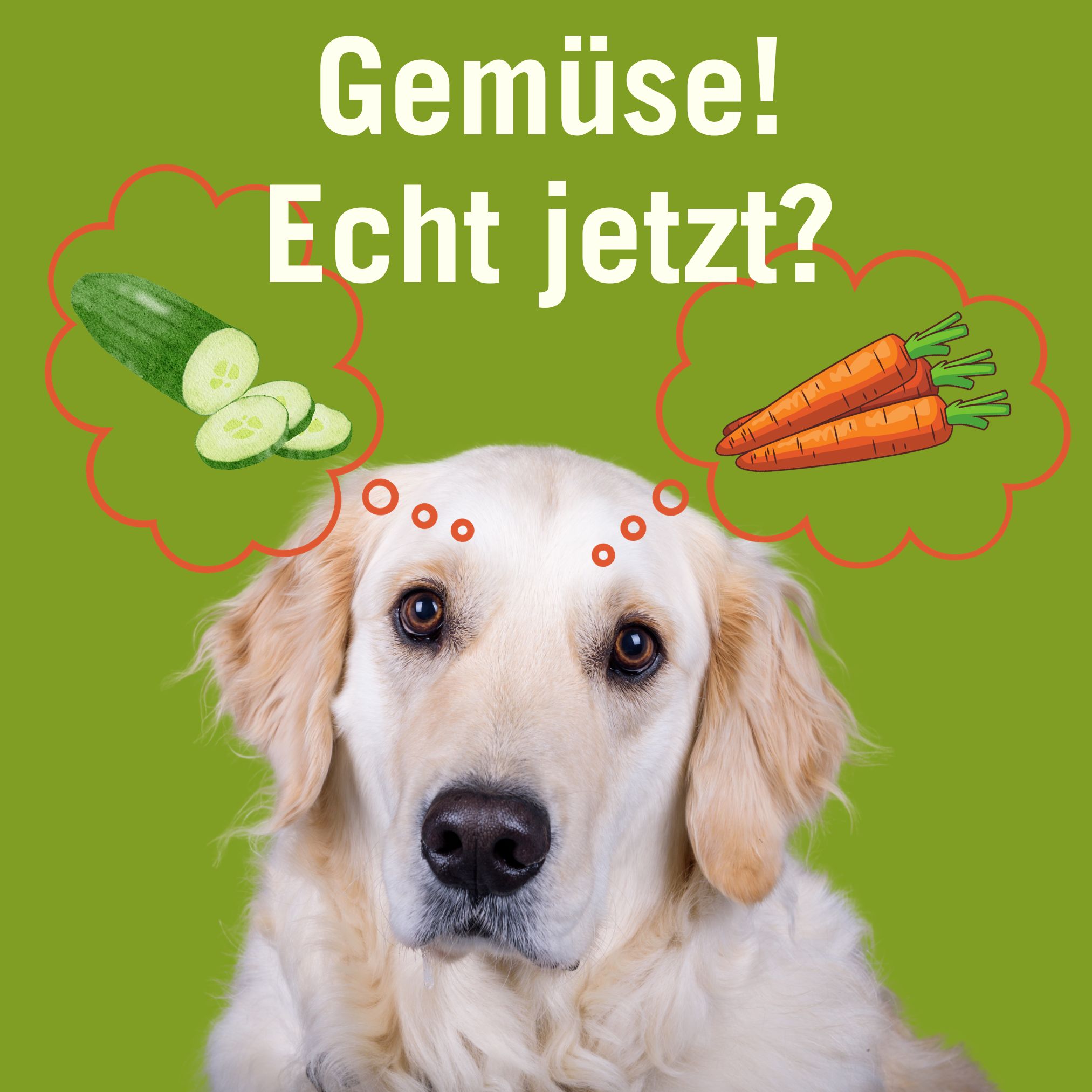 hund frisst kein gemüse