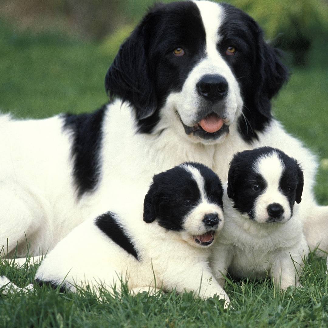 Fütterung Hunde Mütter | schwarz-weißer Hund mit Welpen