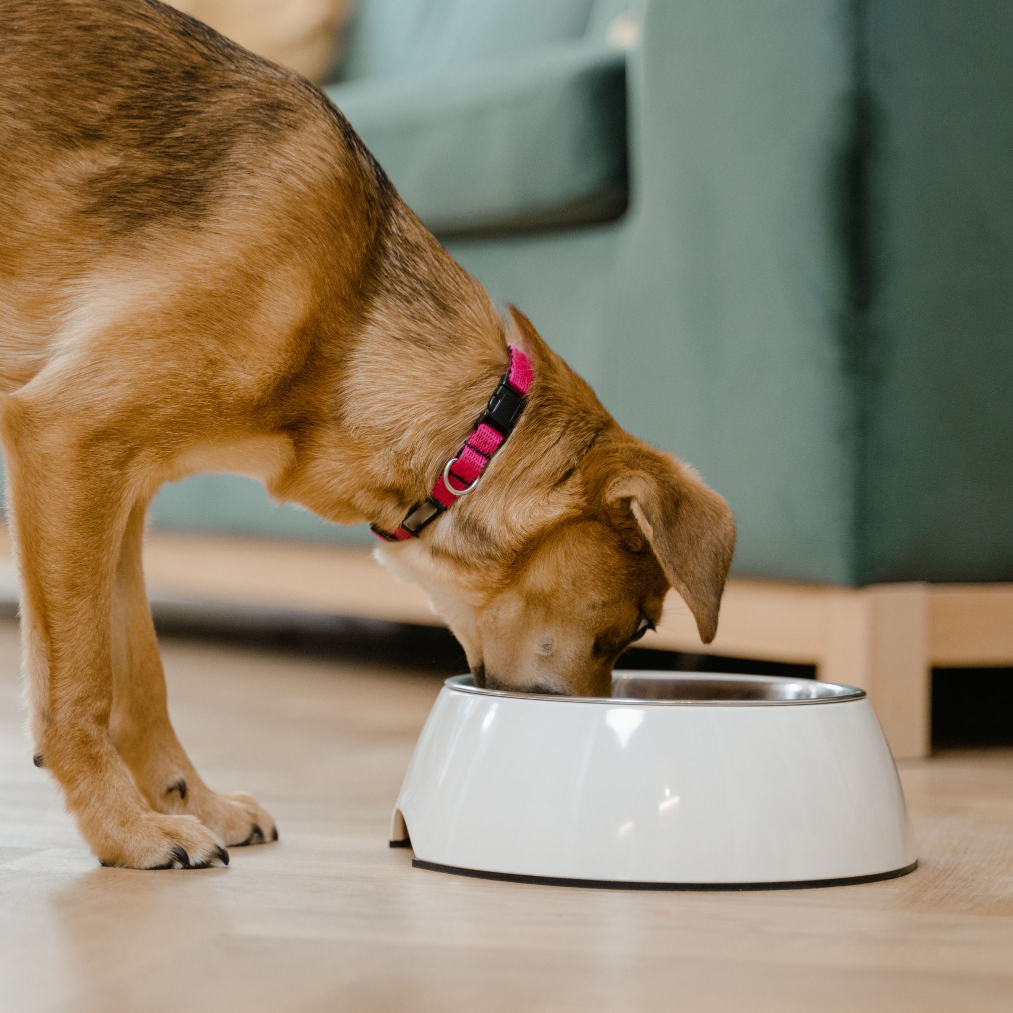 hundefutter katzenfutter selber kochen