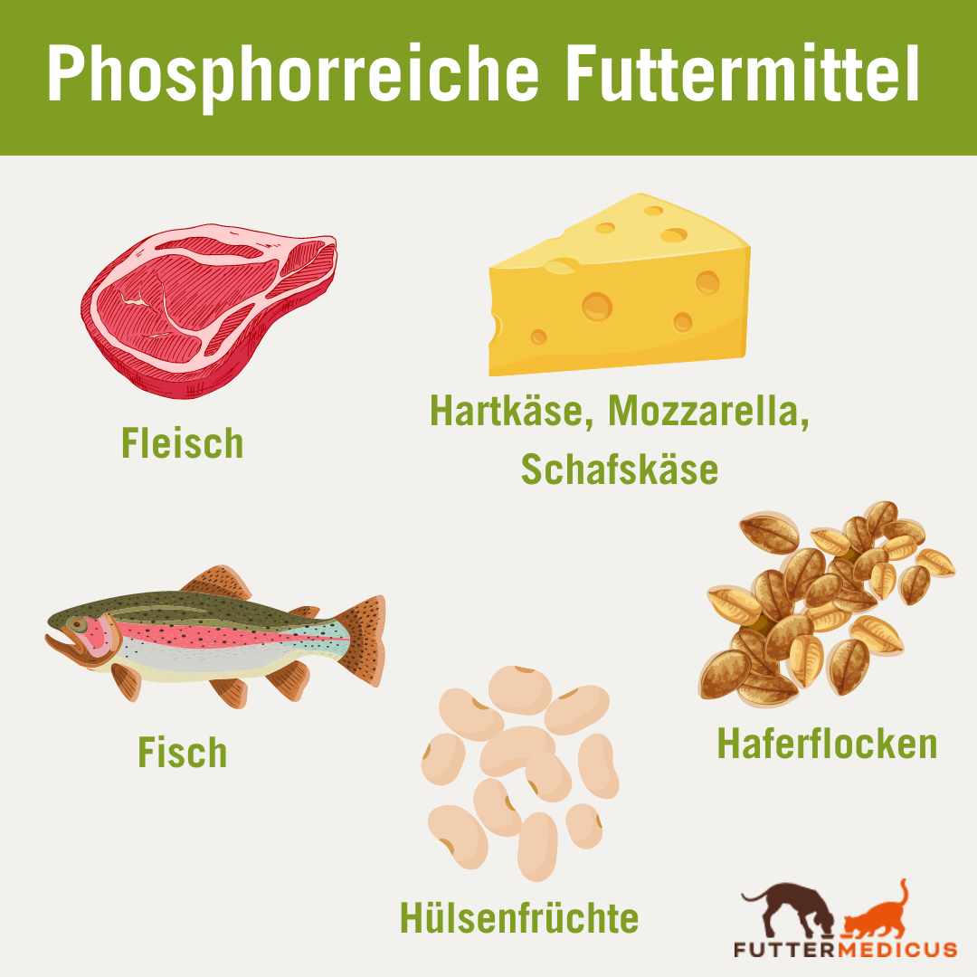 Phosphorreiche Futttermittel | Fleisch, Käse, Fisch, Hülsenfrüchte, Haferflocken